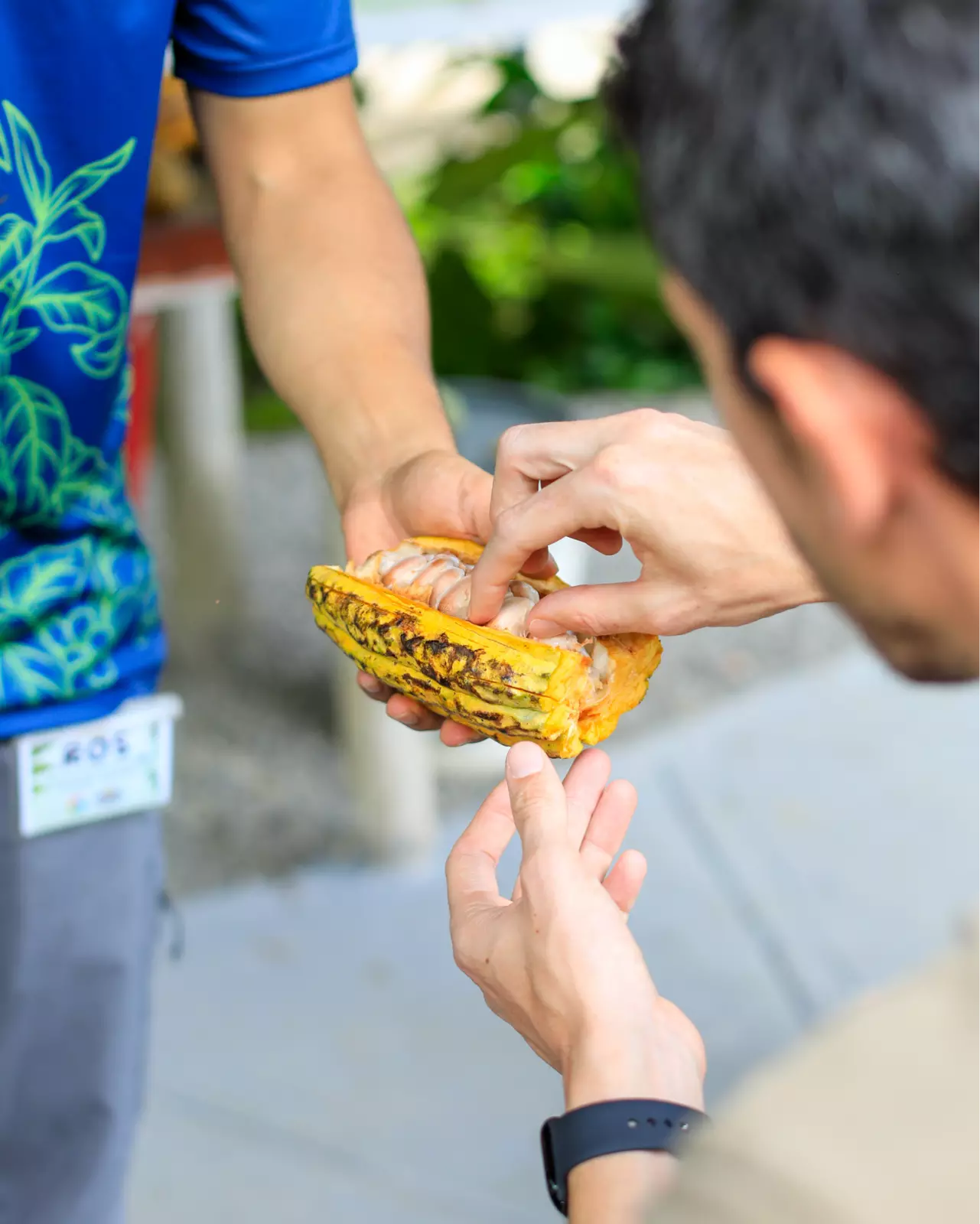 North Fields Coffee and Chocolate Experience in Costa Rica