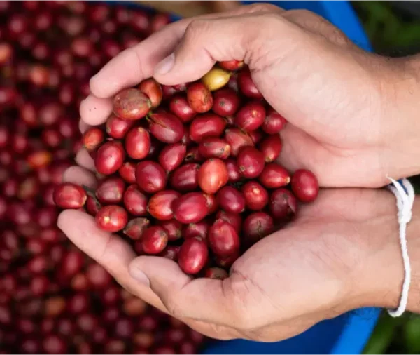 Ripe red coffee cherries ready for picking at North Fields in La Fortuna during harvest months.