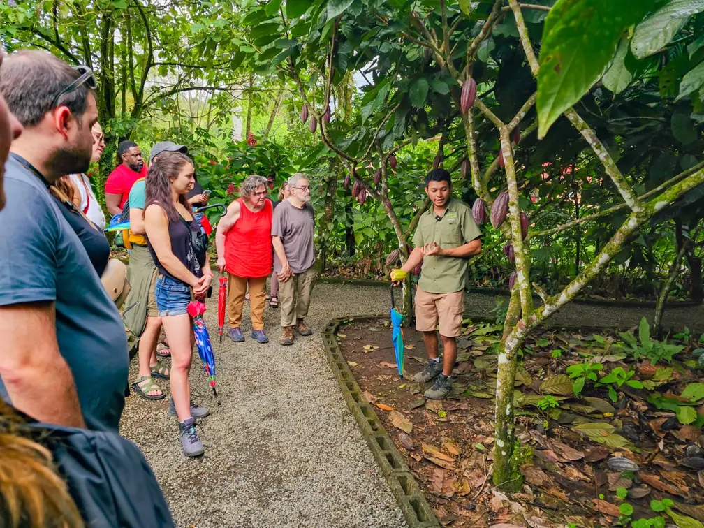 sloth-chocolate-tour