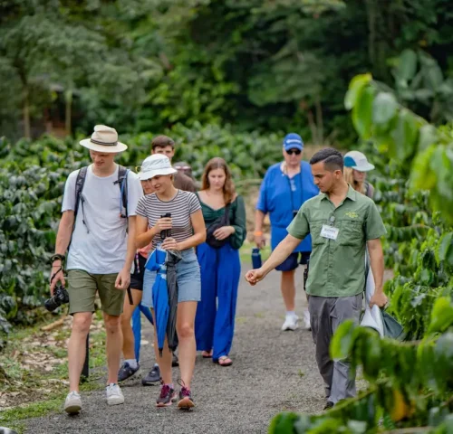 Walking through a coffee plantation in La Fortuna ready to taste Costa Rican coffee fresh during a guided tour.