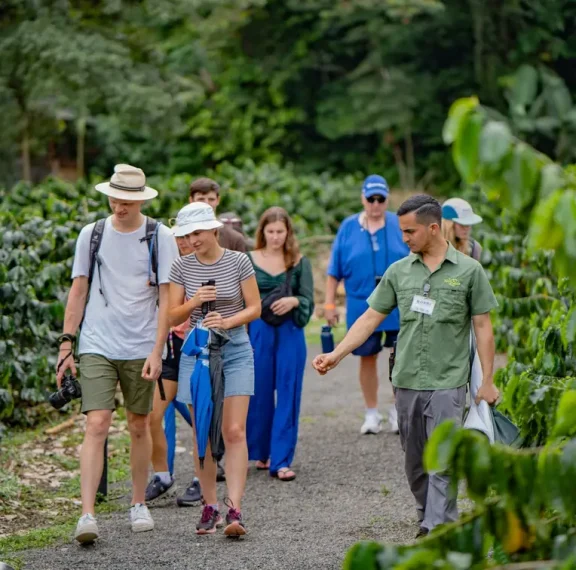 Walking through a coffee plantation in La Fortuna ready to taste Costa Rican coffee fresh during a guided tour.