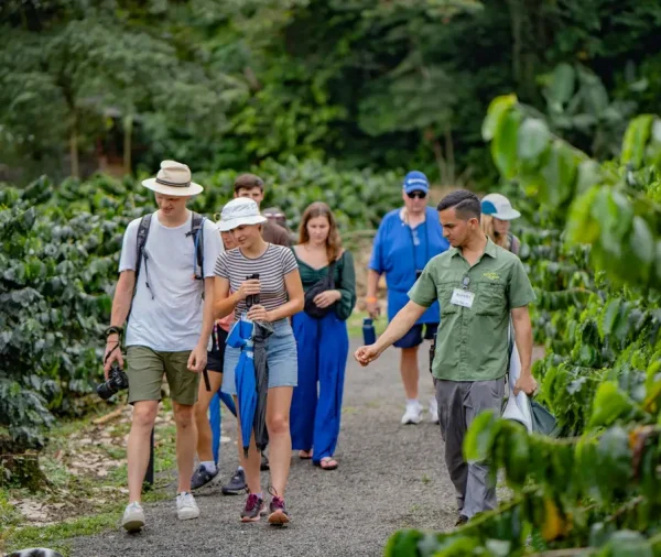 Walking through a coffee plantation in La Fortuna ready to taste Costa Rican coffee fresh during a guided tour.