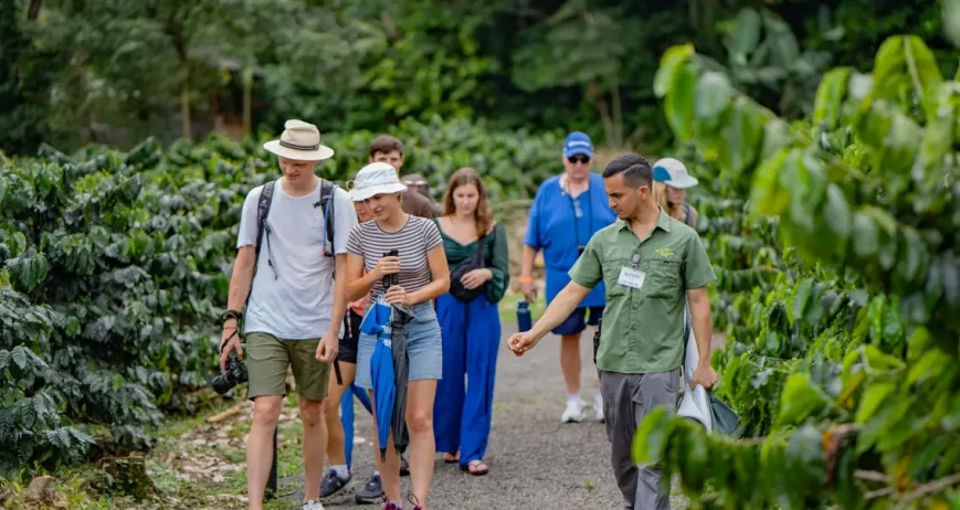 Walking through a coffee plantation in La Fortuna ready to taste Costa Rican coffee fresh during a guided tour.
