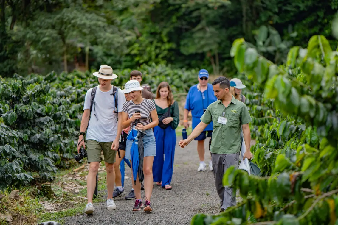 Walking through a coffee plantation in La Fortuna ready to taste Costa Rican coffee fresh during a guided tour.